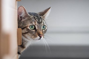 Kedi saklandığı yerden sorguluyor.