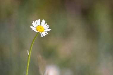 Çayırdaki kır çiçekleri - yeşil çimenlikteki papatyalar