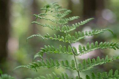 Eğreltiotu yaprağı - tropikal yapraklar - yeşil doğa arka planı