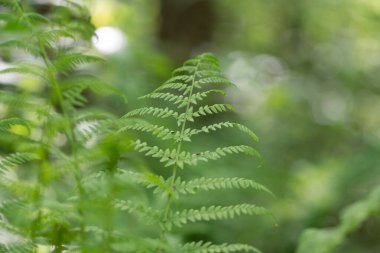 Fern leaf structure - tropical foliage - green nature background clipart