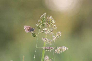 Coenonympha gardetta Kelebek otların üzerinde Güzel bokeh ile izole edilmiş