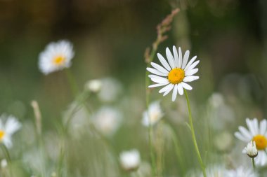 Çayırdaki kır çiçekleri - yeşil çimenlikteki papatyalar