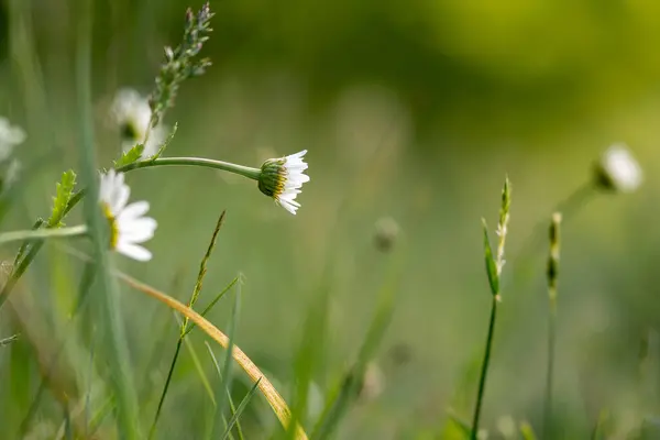 Fleurs Sauvages Dans Une Prairie Marguerites Sur Fond Herbe Verte — Photo