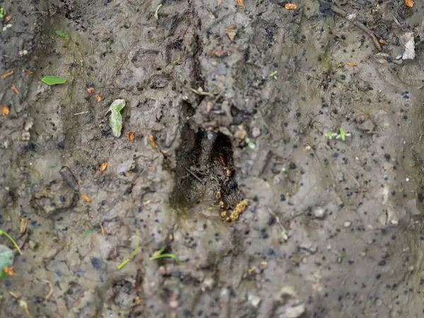 Deer tracks in the mud - wildlife trail
