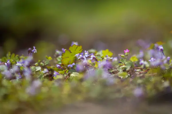 Mini Fleurs Pourpres Non Ciblées Fond Nature — Photo