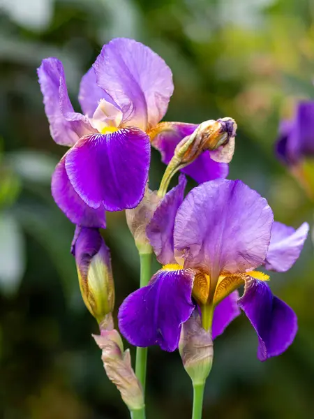 Plan Détaillé Fleurs Iris — Photo