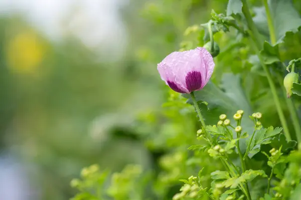 Plan Détaillé Une Plante Pavot Opium Avec Bokeh Mou — Photo