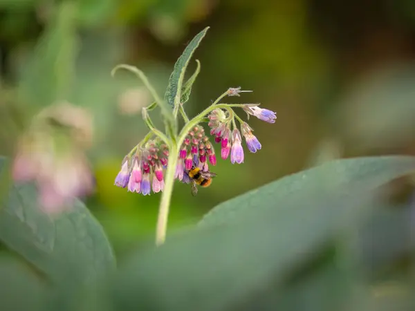 Beautiful Pink Purple Flowers Comfrey Plant Bumblebees — Stock Photo, Image