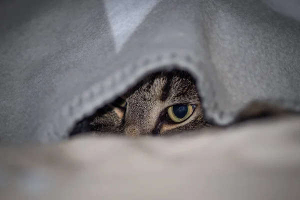 Γάτα Κρύβεται Κάτω Από Μια Κουβέρτα Και Ψάχνει Έξω Προσεκτικά — Φωτογραφία Αρχείου