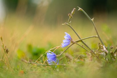 Mavi kır çiçekleri - bir çayıra düştü
