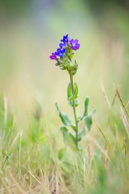 Çayırdaki mavi-mor kır çiçeği