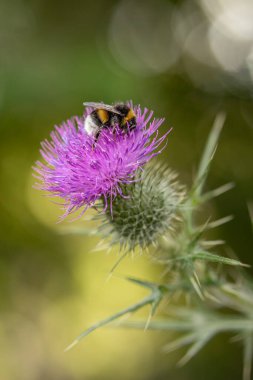 Devedikeni üzerinde yaban arısı - Bombus
