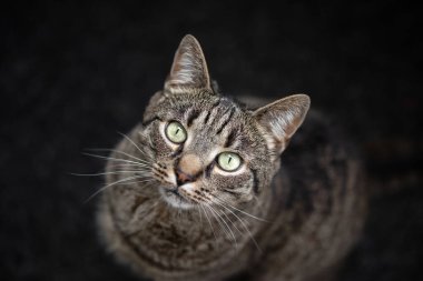 Kedi kameraya bakıyor.