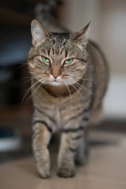 Bir kedi ciddi bir bakışla kameraya doğru yürür.