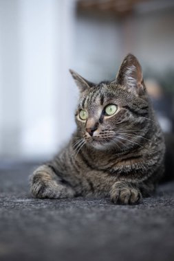Güzel bir kedi rahatlamış bir şekilde yatıyor.