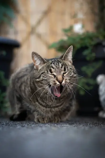 A tired cat yawning