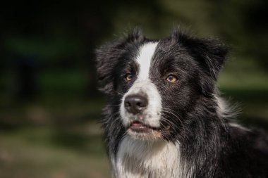 Siyah beyaz bir Collie Sınırı Portresi