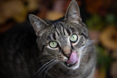 Kedi yukarı bakar ve burnunu yalar.