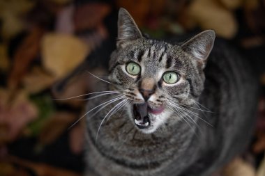 Kedi yukarı bakar ve burnunu yalar.