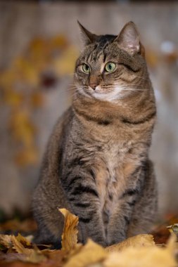 Kedi sonbahar yapraklarında oturur ve yana bakar.