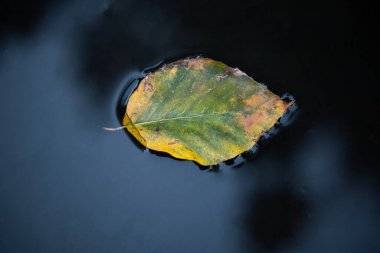 Suda yaprak - Karanlık sonbahar havası