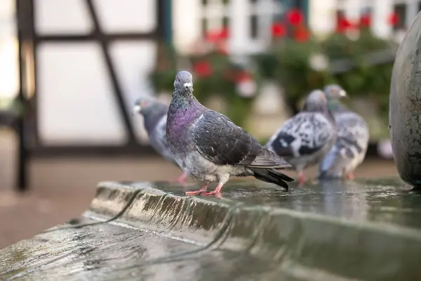 stock image Pigeons in the city - wild bird