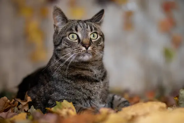 stock image Cat lies in autumn leaves and looks frightened