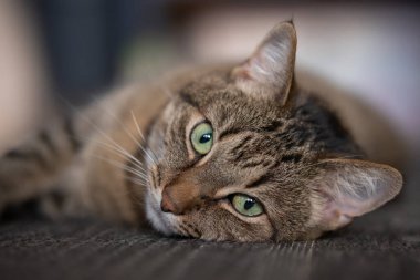 Close-up of a cat lying on the floor
