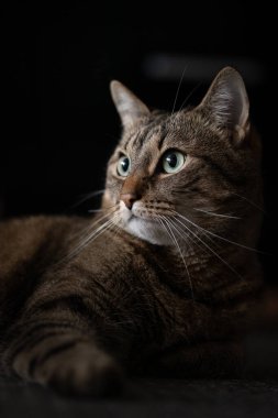 Karanlık bir geçmişi olan yalancı bir kedi portresi.