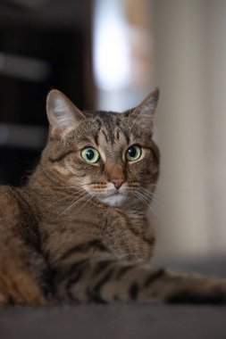 Kafası karışmış yalancı bir kedinin portresi