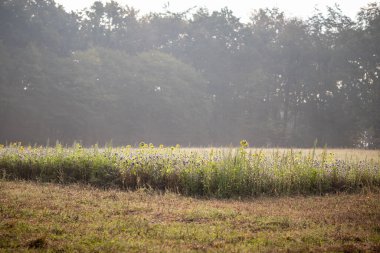 Ormanın kenarında küçük bir ayçiçeği tarlası olan sis.