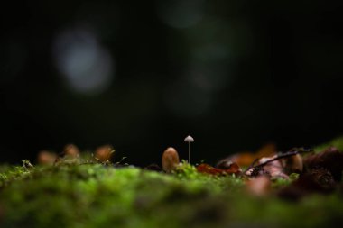 Kara bokeh ile ormanda küçük mantarlar parlar.