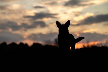 Gün batımında köpek silueti ve güzel bulutlar