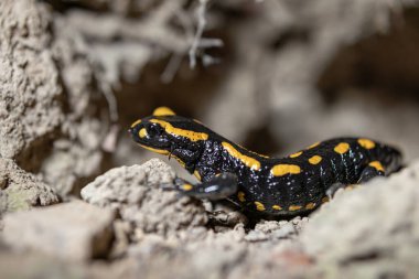 Ateş semenderi mağarasından çıkar - Salamandra semenderi