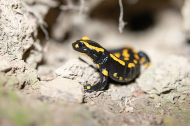 Ateş semenderi mağarasından çıkar - Salamandra semenderi