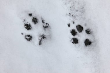 Karda köpek pençesi izleri var.