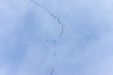 Göçmen kuşlar - Uçan göçmen kuşlar sürüsü