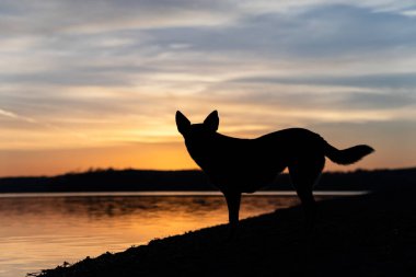 Köpek güneşin doğuşunda gölün yanında duruyor. Köpek silueti.