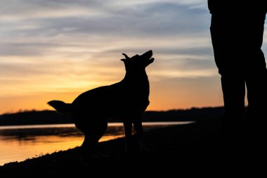 Köpek silueti - Gölün kenarında gün doğumunda köpek