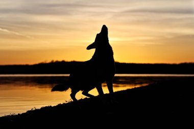 Köpek silueti - Gölün kenarında gün doğumunda köpek