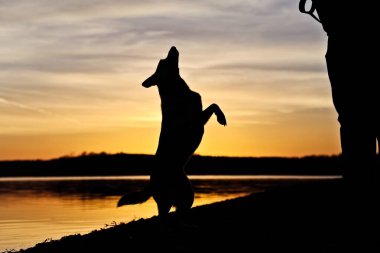 Gölün doğuşunda köpek amuda kalkıyor.