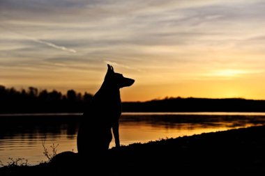 Gün doğumunda gölde oturan köpek / Köpek silueti
