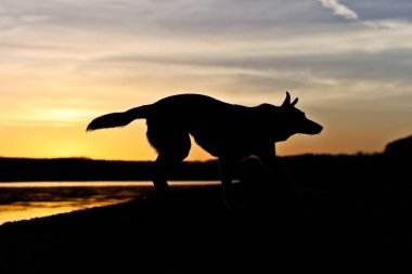 Köpek gölde gün doğumunda koşuyor.