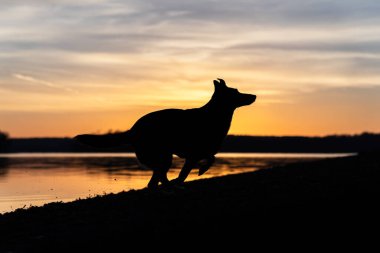 Köpek gölde gün doğumunda koşuyor.