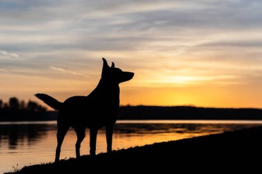 Köpek güneşin doğuşunda gölün yanında duruyor. Köpek silueti.