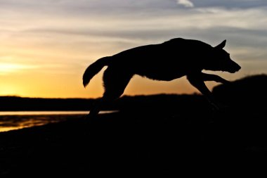 Köpek gölde gün doğumunda koşuyor.