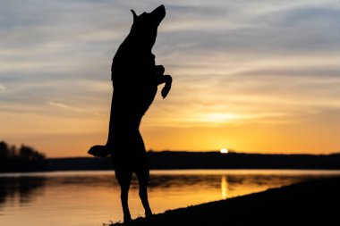Gölde bir köpek gün batımında havada zıplar - Köpek silueti