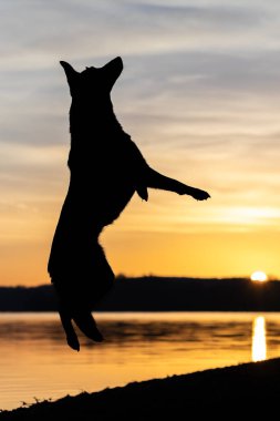 Gölde bir köpek gün batımında havada zıplar - Köpek silueti