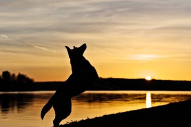 Köpek silueti - Gölün kenarında gün doğumunda köpek