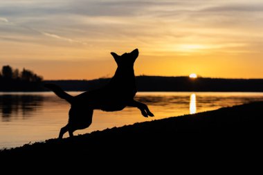 Köpek gölde gün doğumunda koşuyor.